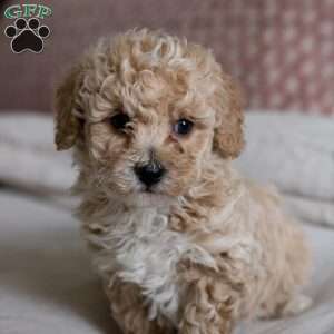 Cooper, Bich-Poo Puppy